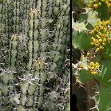 Euphorbia coerulescens ©JL P1060376.jpg